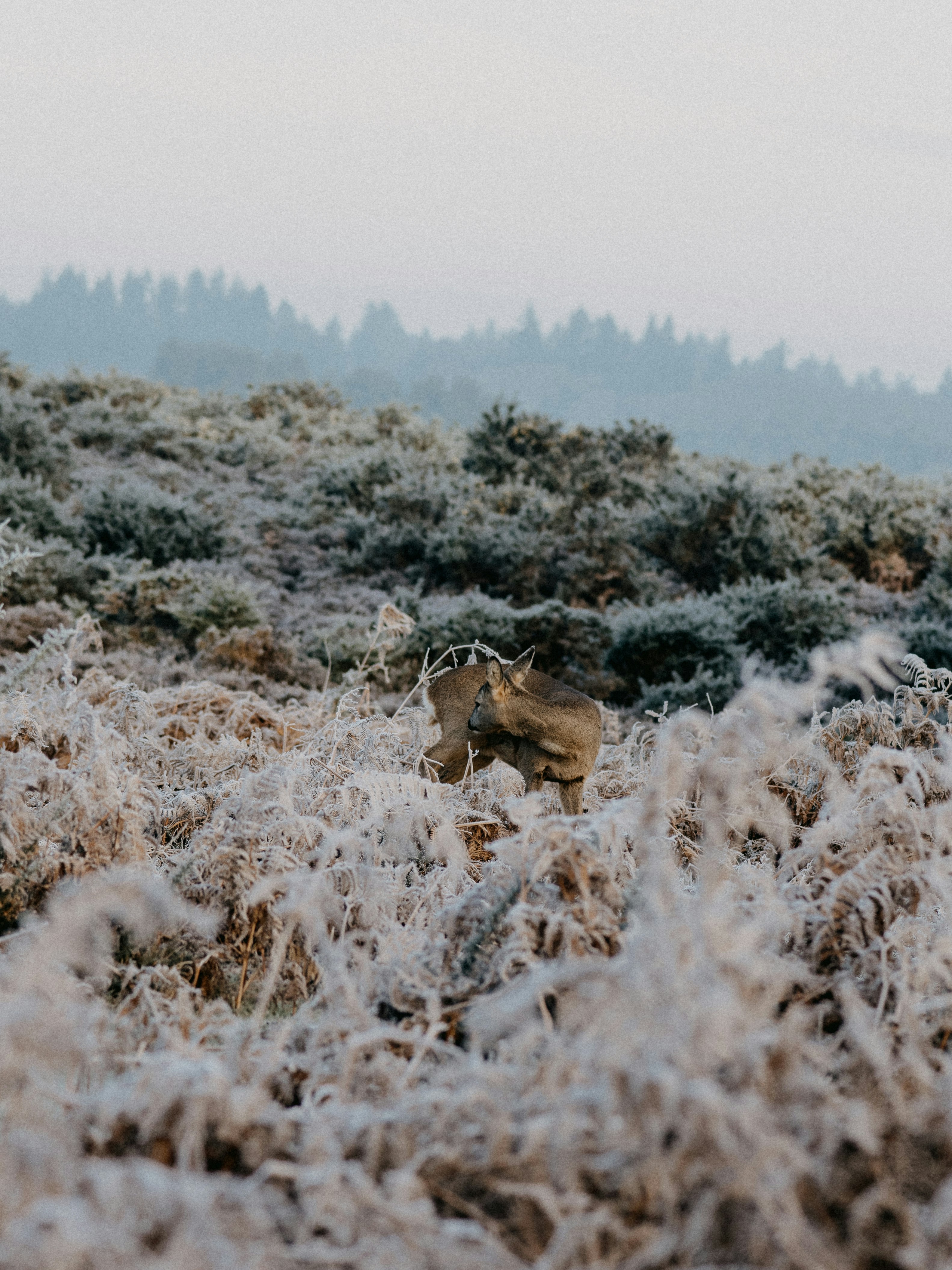 brown horse on white grass field during daytime